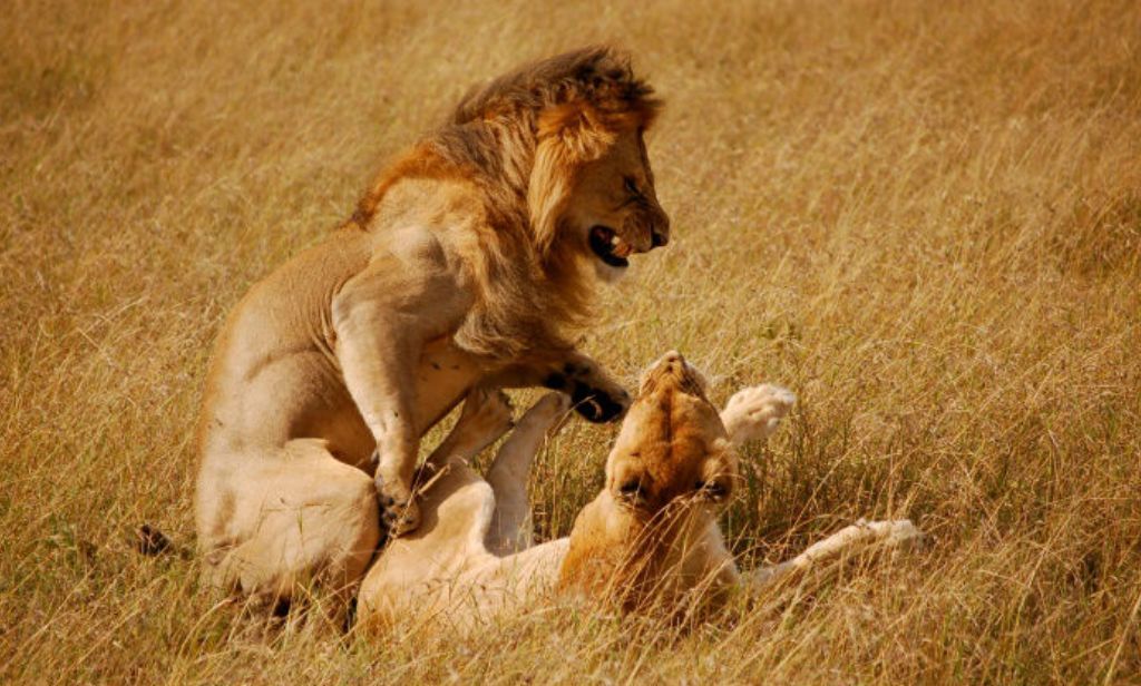 10 Days Serengeti Kenya Tanzania lodges safari