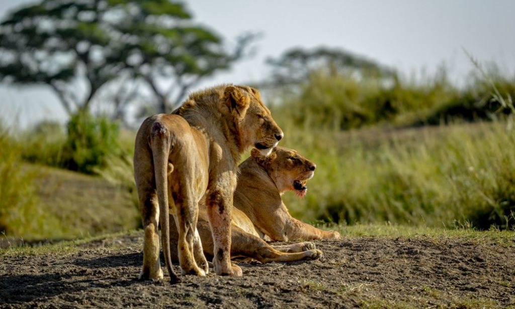 12 Days Ngorongoro Crater Kenya Tanzania combined safaris in 5 star Serena lodges classic